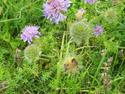 Ackerwittwenblume